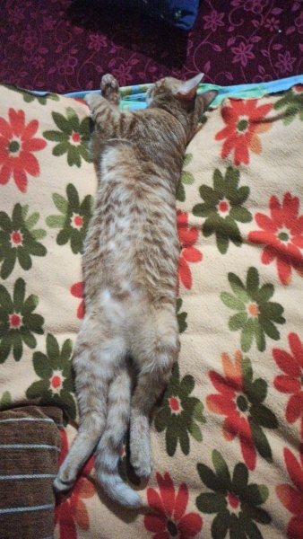 Sarman, Kedi  Tarçın fotoğrafı