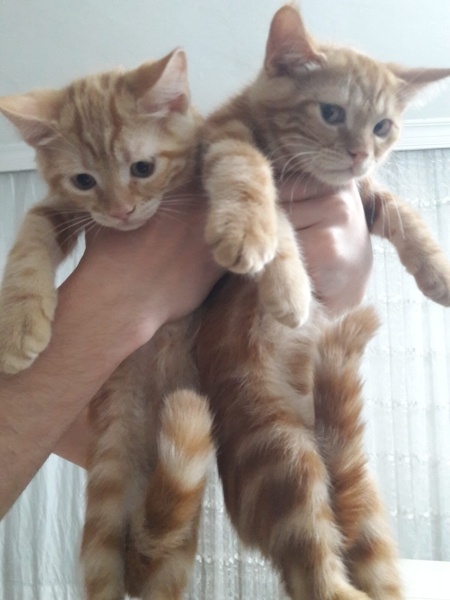 Sarman, Kedi  Limon ve Prens fotoğrafı