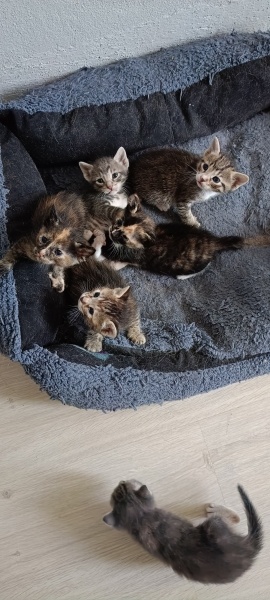 Tekir Kedi, Kedi  Bebekler fotoğrafı