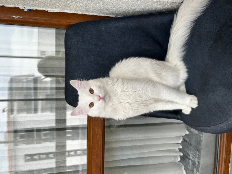 Ankara Kedisi, Kedi  Bulut fotoğrafı