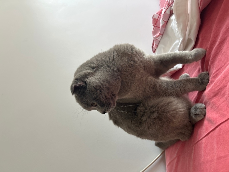 Scottish Fold, Kedi  Mia fotoğrafı