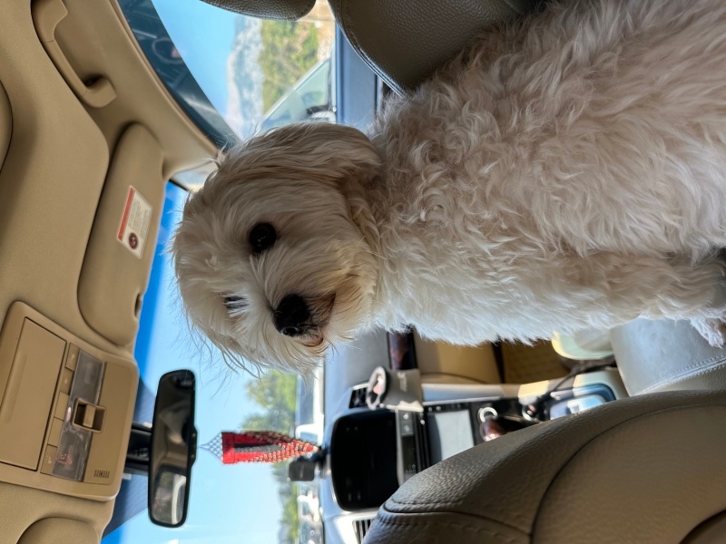 Poodle(Standart Kaniş), Köpek  Fıstık fotoğrafı