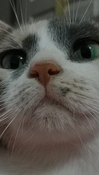 Soke, Kedi  Itır fotoğrafı