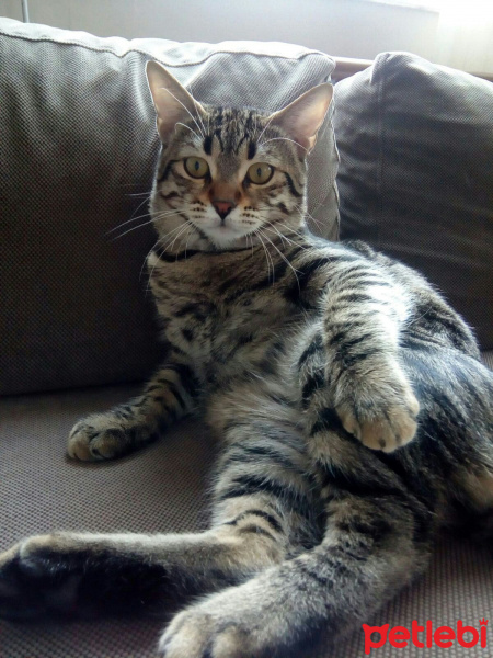 Tekir Kedi, Kedi  Max fotoğrafı