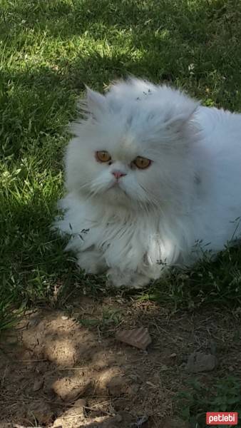 İran Kedisi (Persian), Kedi  paşa fotoğrafı