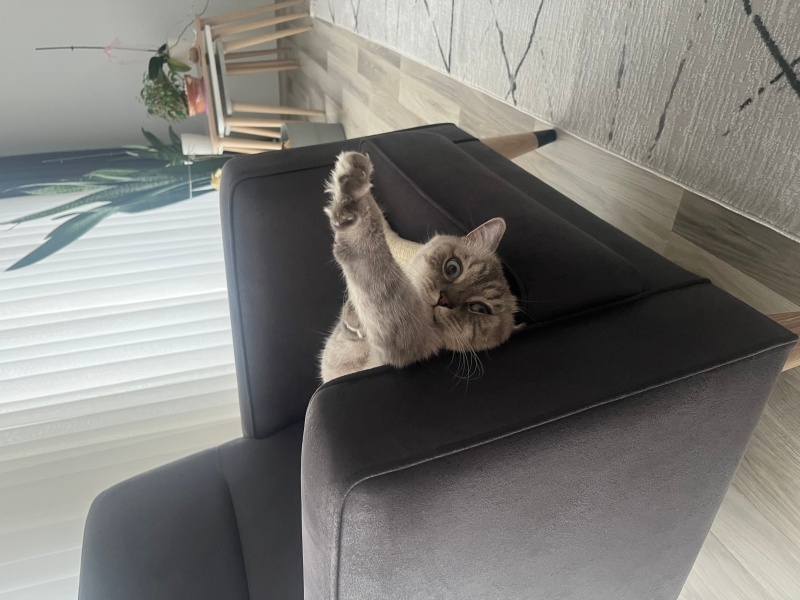 Brazilian Shorthair, Kedi  Behlül fotoğrafı