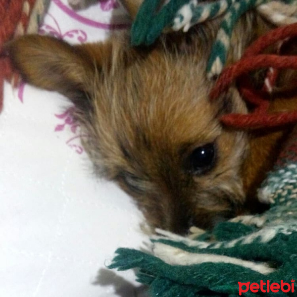 Yorkshire Terrier, Köpek  Pera fotoğrafı