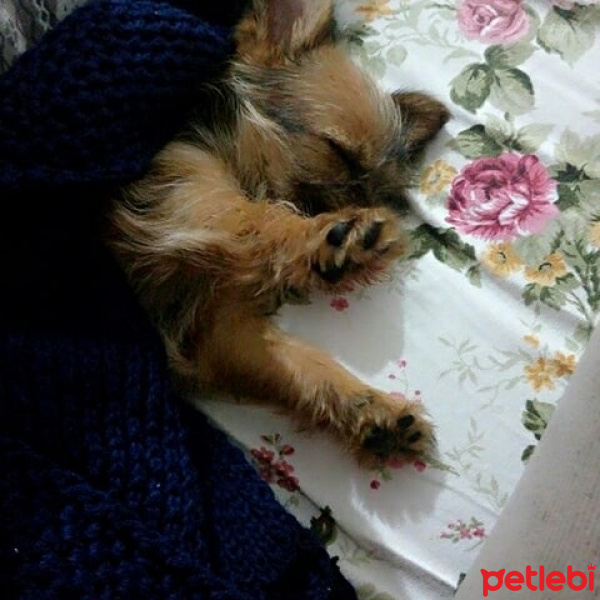 Yorkshire Terrier, Köpek  Pera fotoğrafı