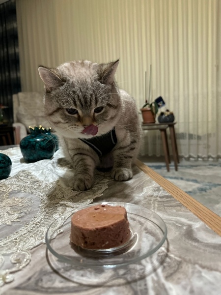 British Shorthair, Kedi  Oscar fotoğrafı