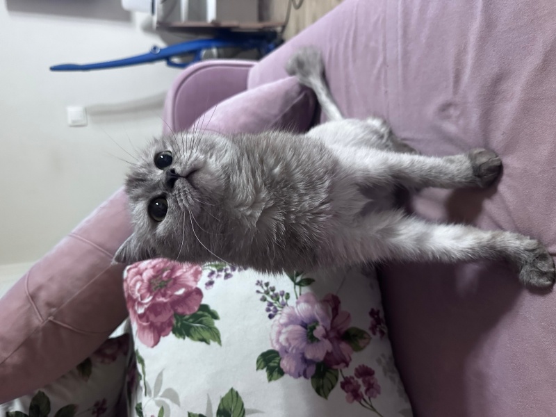 British Shorthair, Kedi  Boncuk fotoğrafı