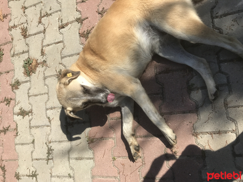 Sokö (Sokak Köpeği), Köpek  Kuzus fotoğrafı