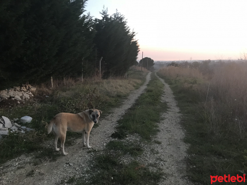 Sokö (Sokak Köpeği), Köpek  Kuzus fotoğrafı