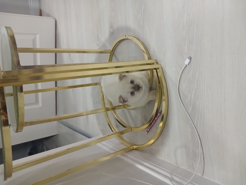 Scottish Fold, Kedi  Şans fotoğrafı