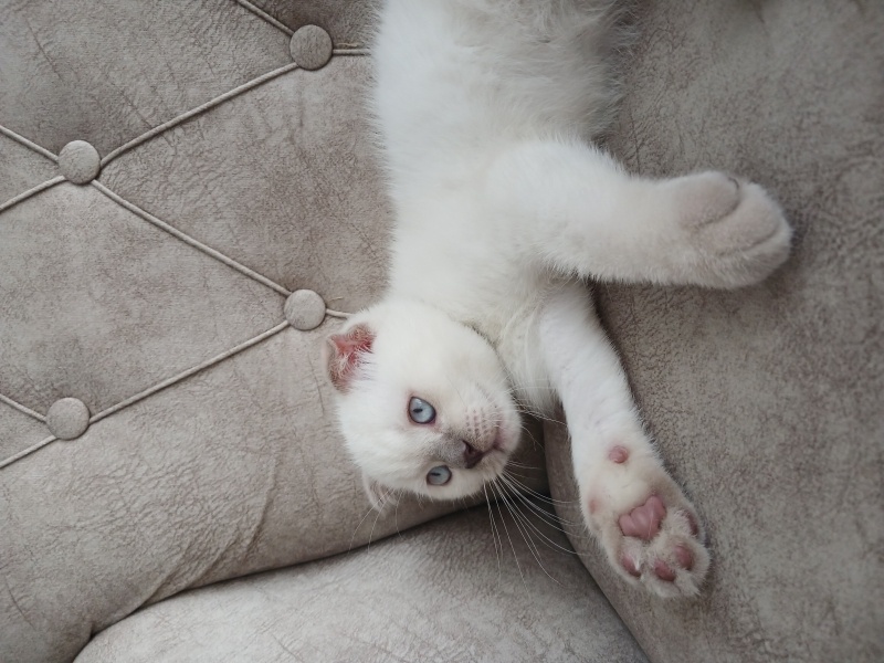 Scottish Fold, Kedi  Şans fotoğrafı