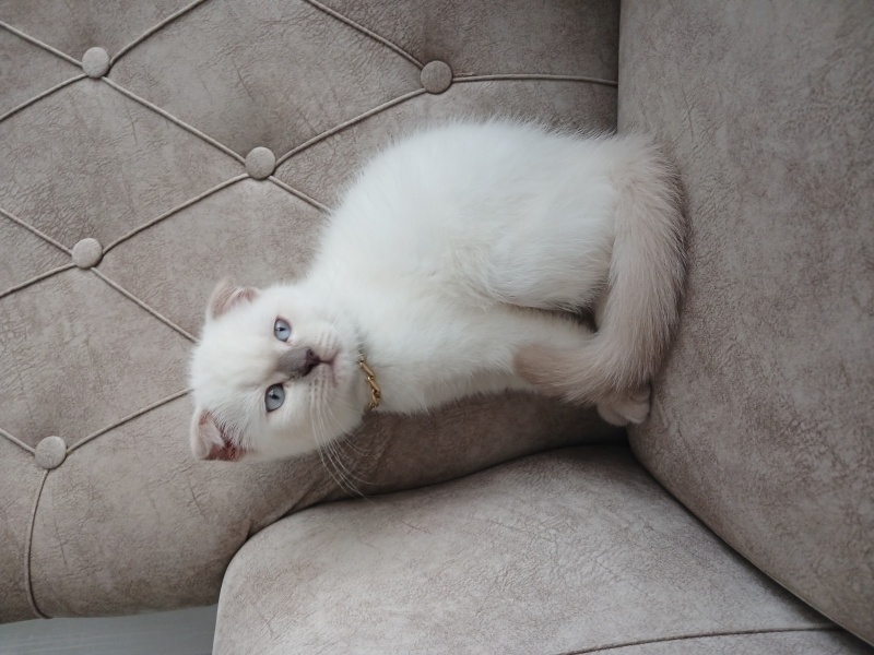 Scottish Fold, Kedi  Şans fotoğrafı