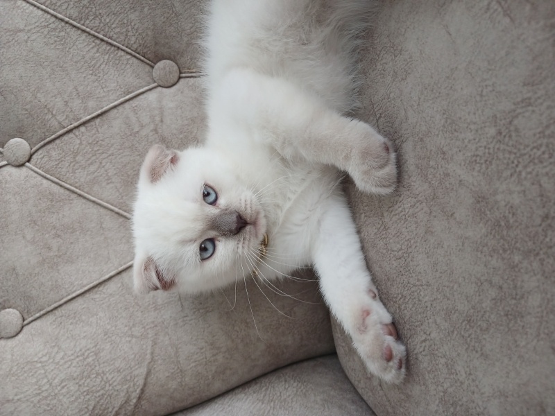 Scottish Fold, Kedi  Şans fotoğrafı