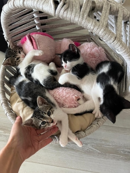 Tekir Kedi, Kedi  Panda fotoğrafı