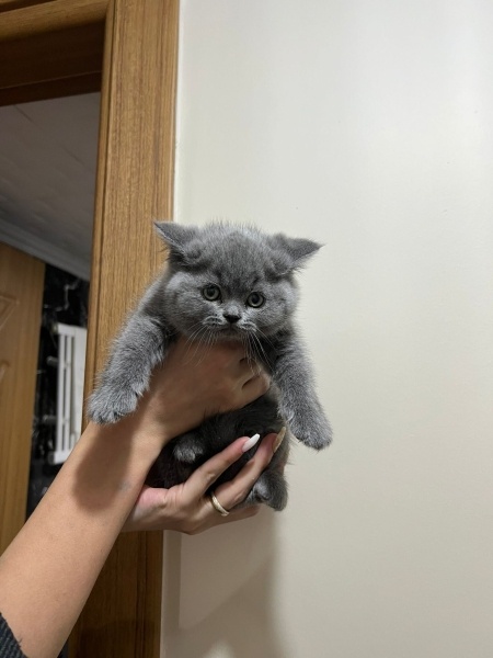 British Shorthair, Kedi  Bulut fotoğrafı