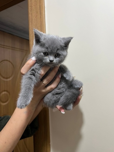 British Shorthair, Kedi  Bulut fotoğrafı
