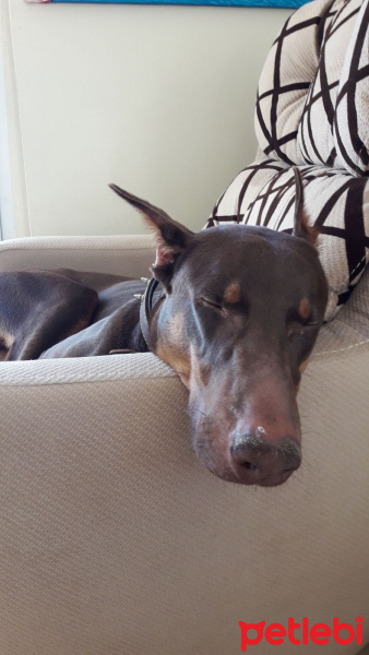 Doberman Pinscher, Köpek  Alex fotoğrafı
