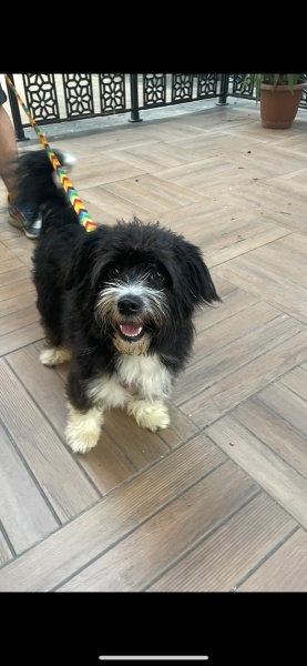 Maltese, Köpek  Zeyna fotoğrafı