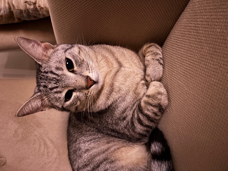 Egyptian Maular, Kedi  Yoshi fotoğrafı