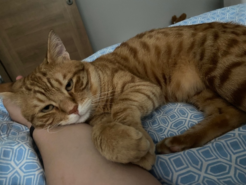 Sarman, Kedi  Leblebi fotoğrafı