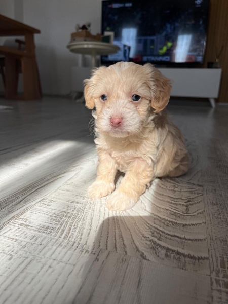 Maltese, Köpek  Daisy fotoğrafı
