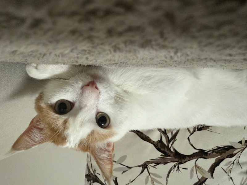 Tekir Kedi, Kedi  Lokum fotoğrafı