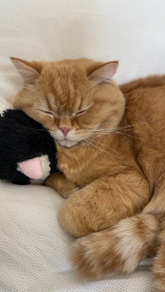 British Shorthair, Kedi  Simba fotoğrafı