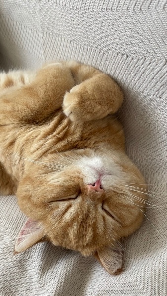 British Shorthair, Kedi  Simba fotoğrafı