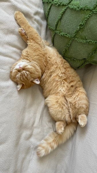 British Shorthair, Kedi  Simba fotoğrafı