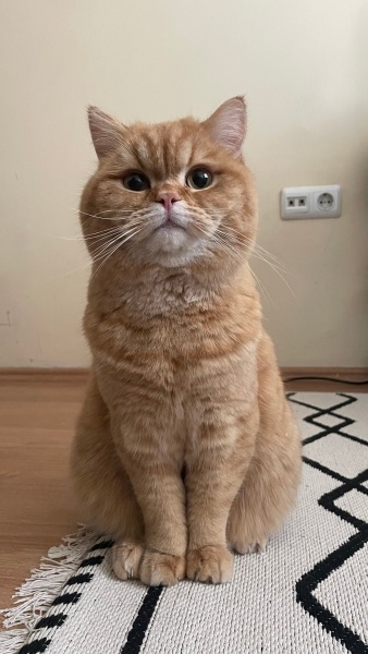 British Shorthair, Kedi  Simba fotoğrafı