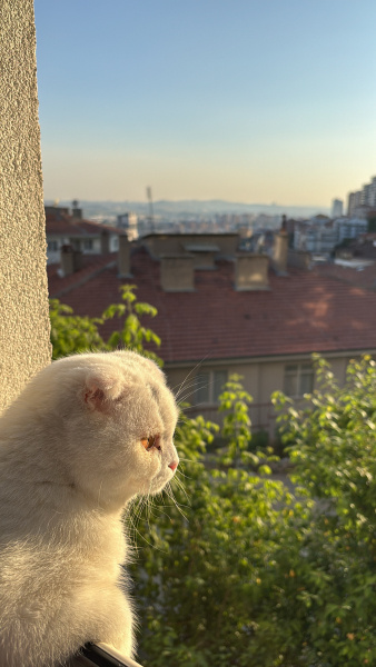 Scottish Fold, Kedi  martiz fotoğrafı