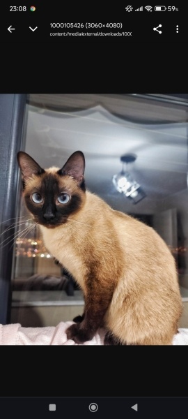 Siyam Kedisi, Kedi  Minik fotoğrafı