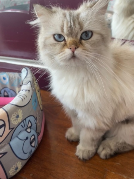 Ragdoll, Kedi  Lady fotoğrafı