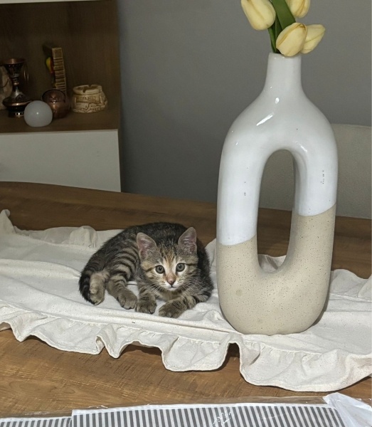 Tekir Kedi, Kedi  sakura fotoğrafı