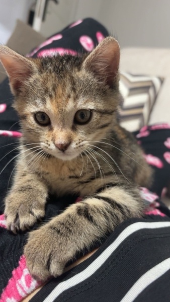 Tekir Kedi, Kedi  sakura fotoğrafı