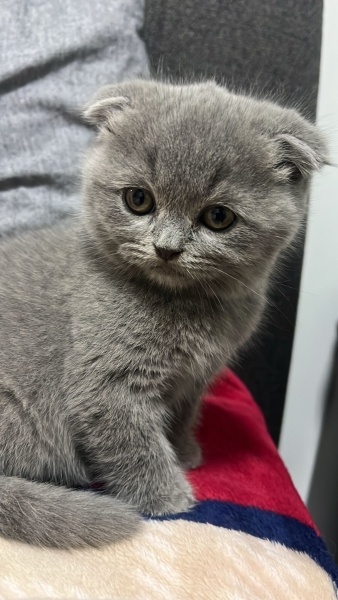 British Longhair, Kedi  Lia fotoğrafı