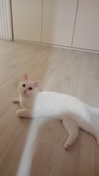 British Shorthair, Kedi  Mia fotoğrafı