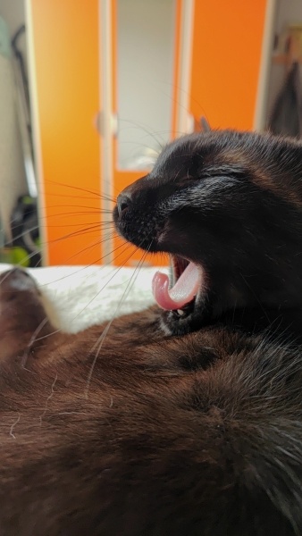 Bombay, Kedi  Çörni fotoğrafı