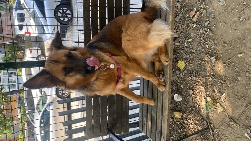 Alman Çoban Köpeği, Köpek  Ceku fotoğrafı