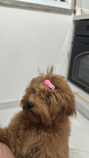 Poodle(Standart Kaniş), Köpek  Coffe fotoğrafı