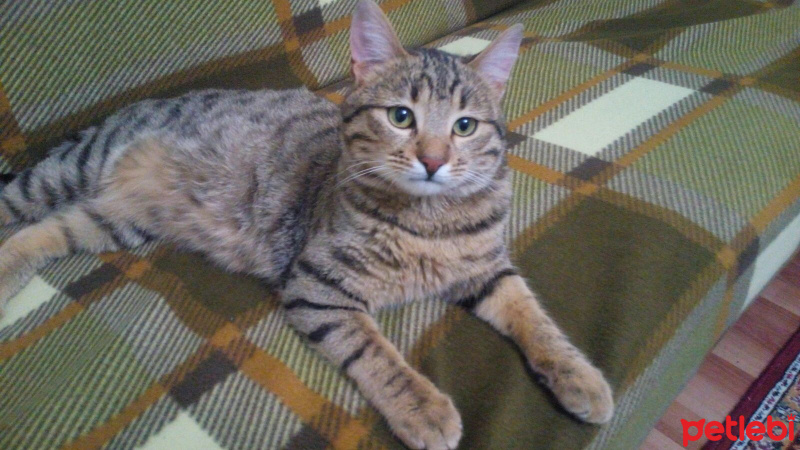 Tekir Kedi, Kedi  Sezai fotoğrafı