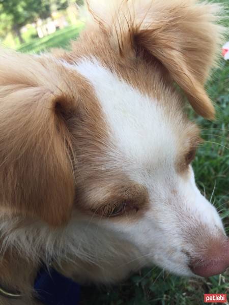 Avustralya Terrier, Köpek  Gofret  fotoğrafı