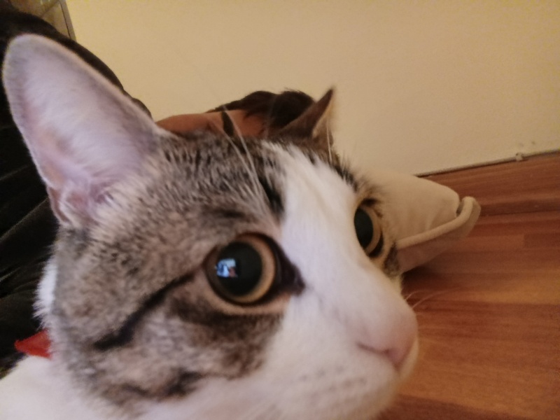 Tekir Kedi, Kedi  Ercü fotoğrafı
