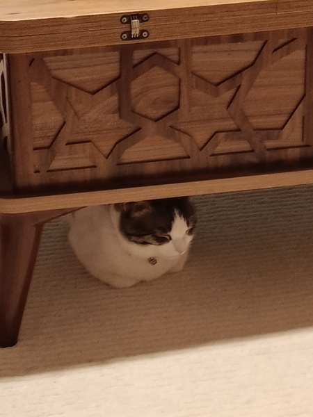 Tekir Kedi, Kedi  Ercü fotoğrafı