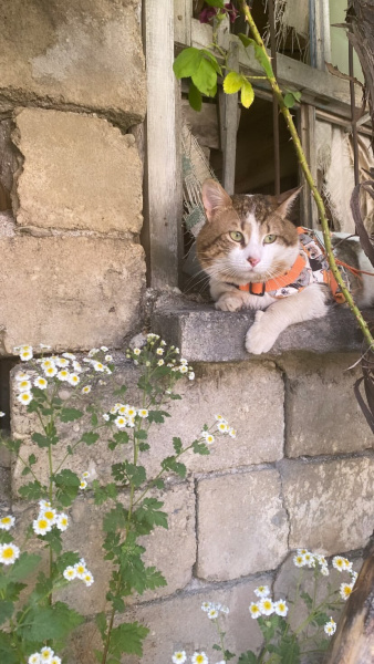 Tekir Kedi, Kedi  Kafka fotoğrafı
