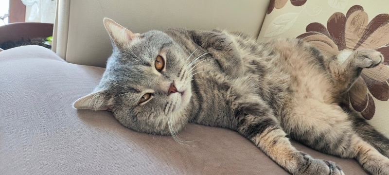 British Shorthair, Kedi  Yumak fotoğrafı