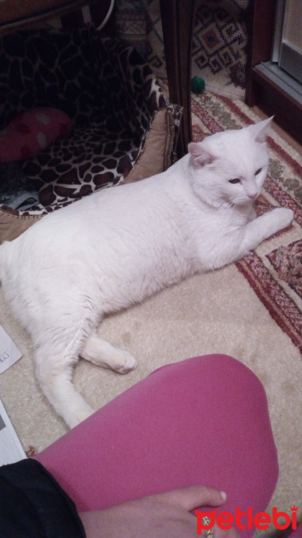 Van Kedisi, Kedi  Behlul fotoğrafı